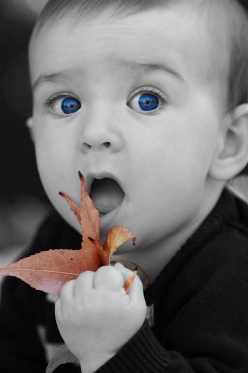 Trey - Leaf